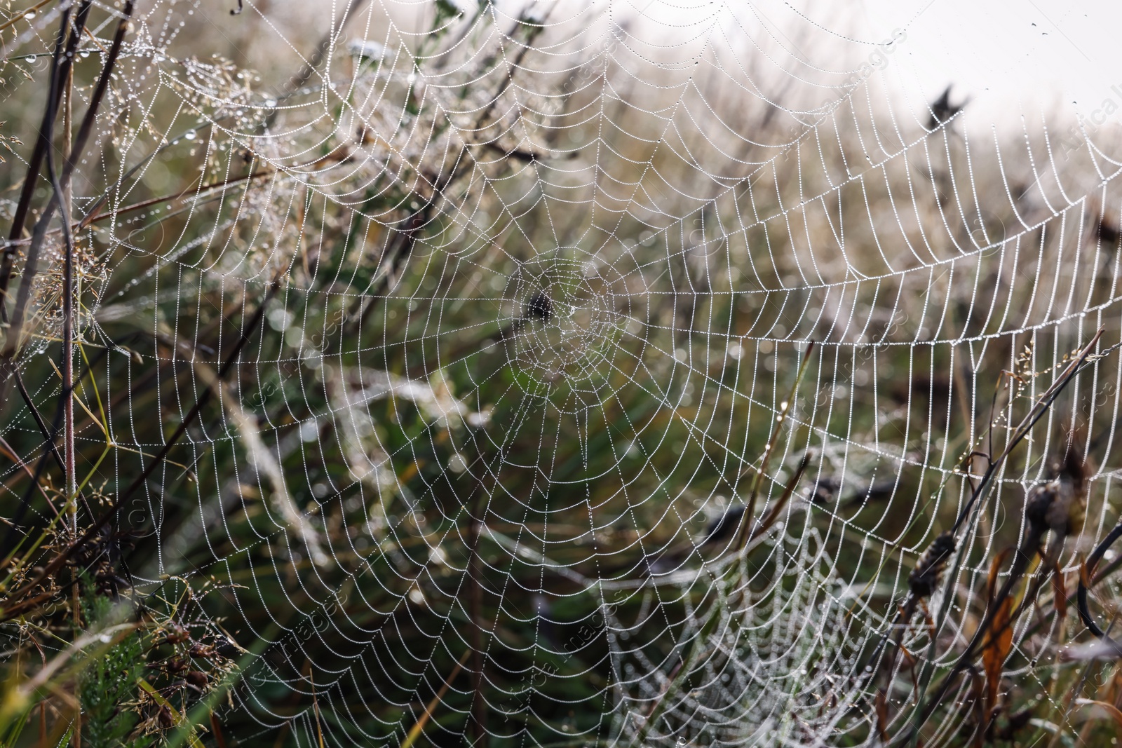 Photo of Closeup view of cobweb with dew drops on meadow