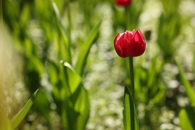Photo of Beautiful red tulip growing outdoors on sunny day, closeup. Space for text