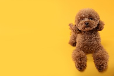 Photo of Cute Maltipoo dog on orange background, space for text. Lovely pet