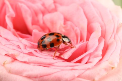 Ladybug on beautiful pink flower, macro view