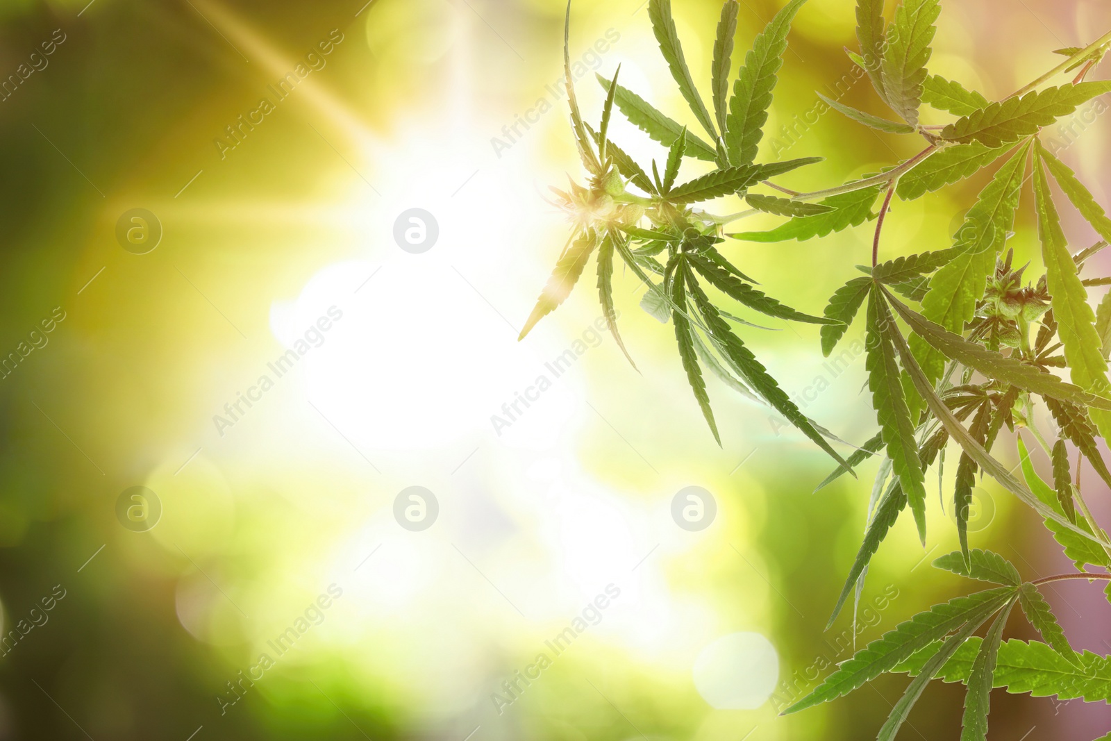 Image of Green hemp plant on blurred background, closeup. Space for text
