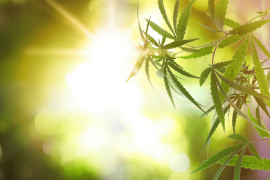 Green hemp plant on blurred background, closeup. Space for text