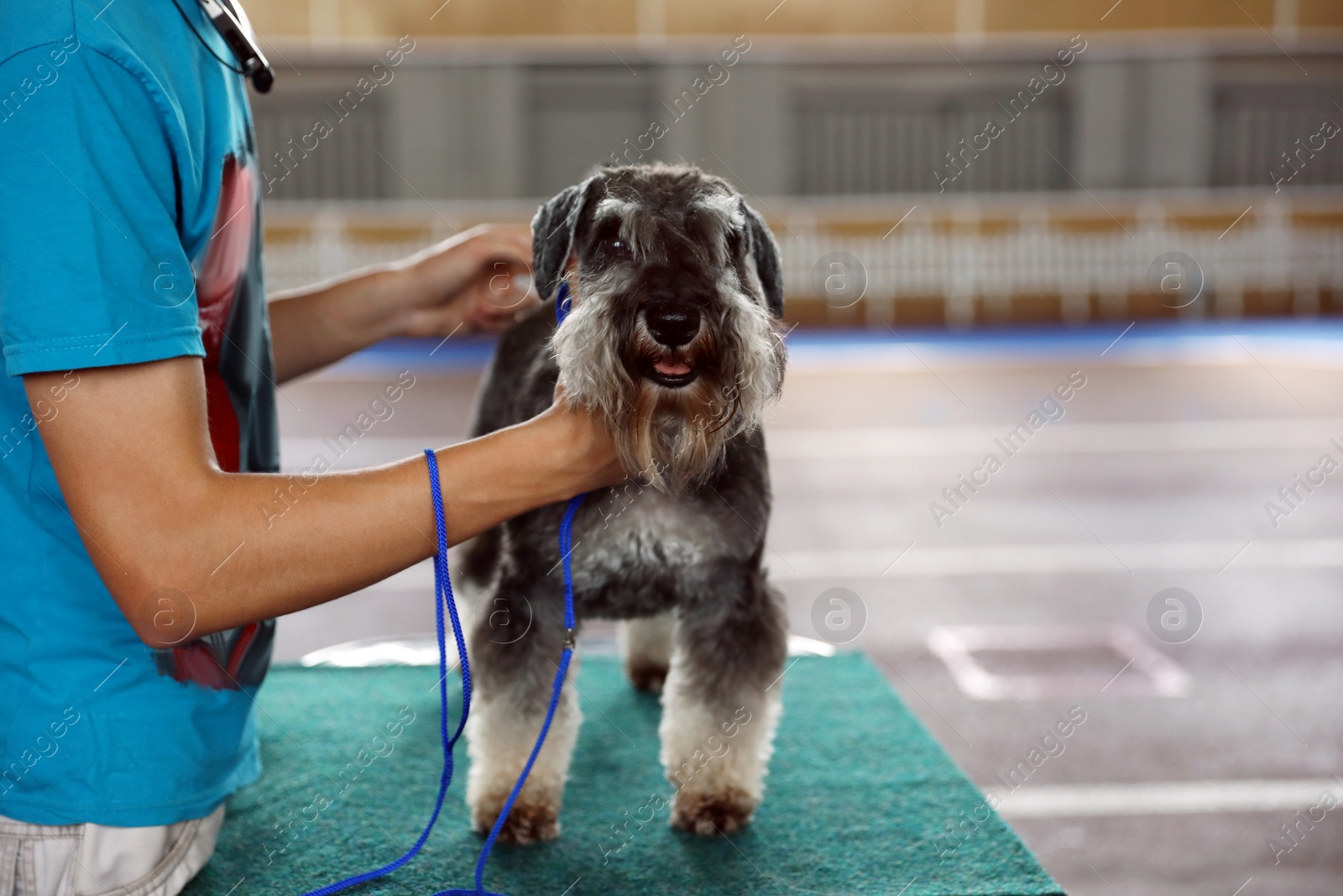 Photo of Owner with grey Standard Schnauzer at dog show, closeup