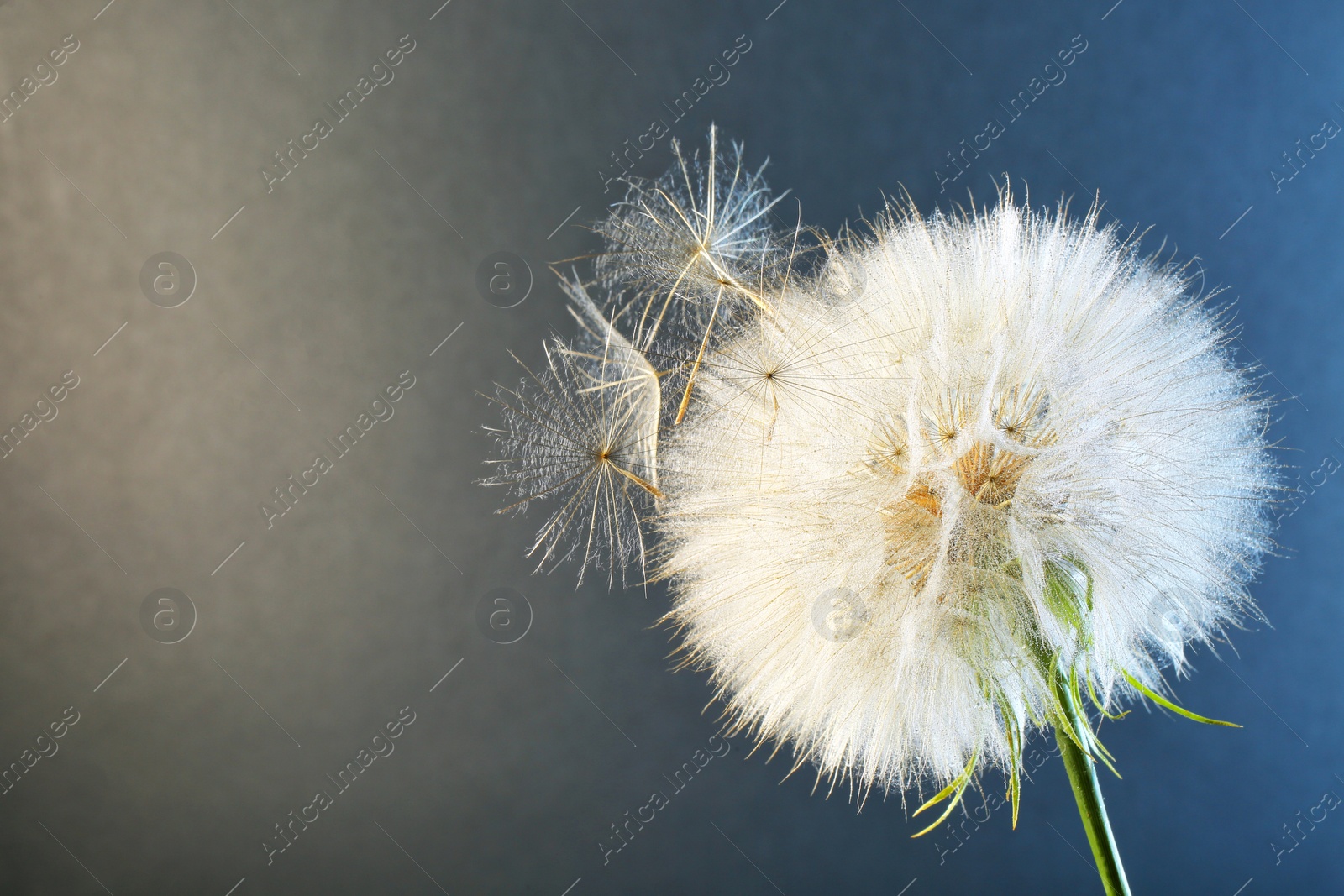 Photo of White dandelion seed head on color background