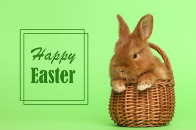 Image of Adorable fluffy bunny in wicker basket on green background. Happy Easter 