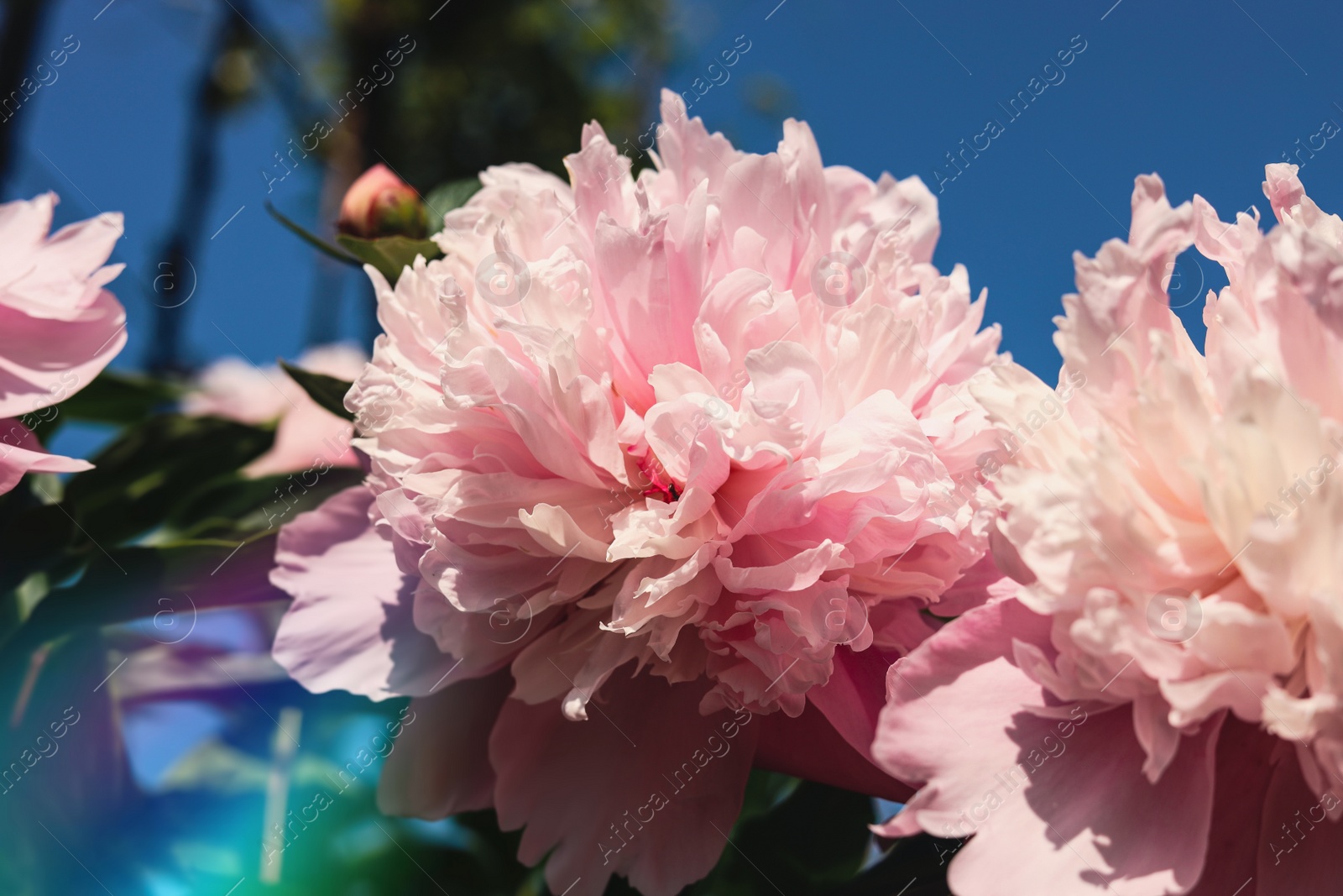 Photo of Wonderful pink peonies in garden against sky, closeup