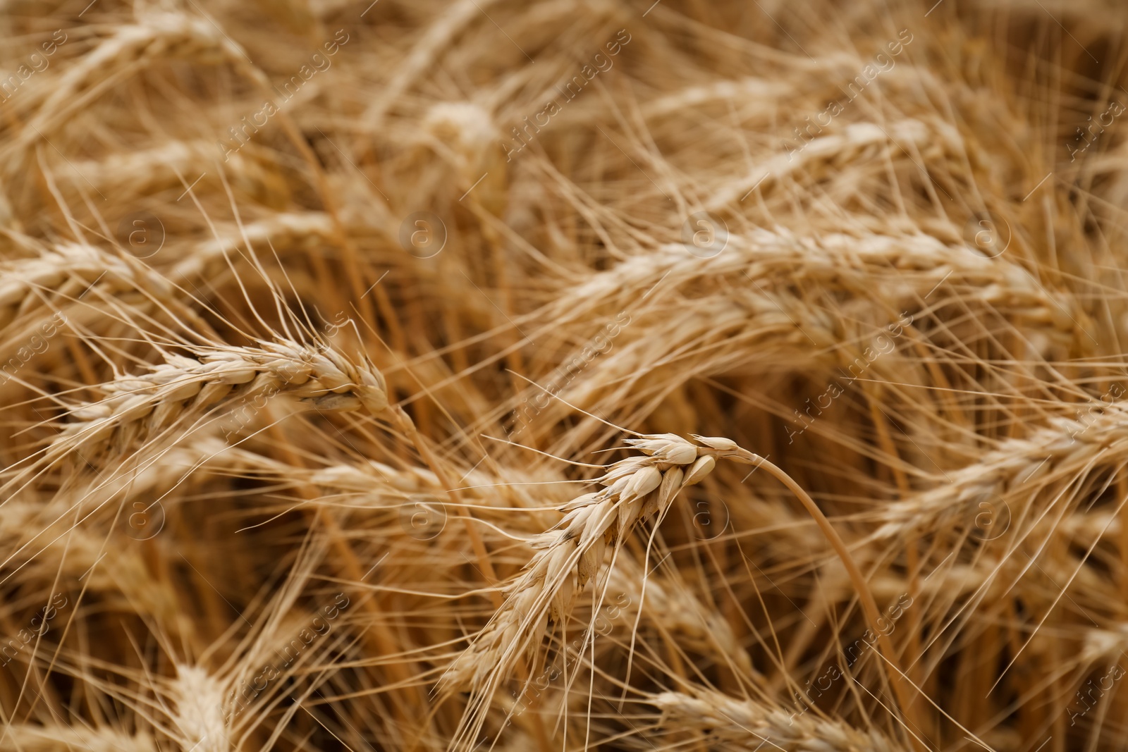 Photo of Ripe wheat spikes in agricultural field, closeup