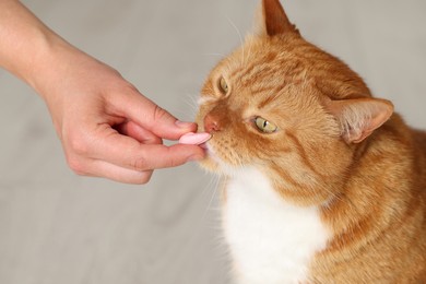 Woman giving vitamin pill to cute cat indoors, closeup