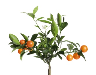 Photo of Citrus tree with fruits isolated on white