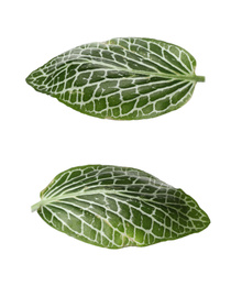 Set with leaves of tropical fittonia plant on white background