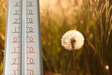 Spring weather. Thermometer in grass near dandelion