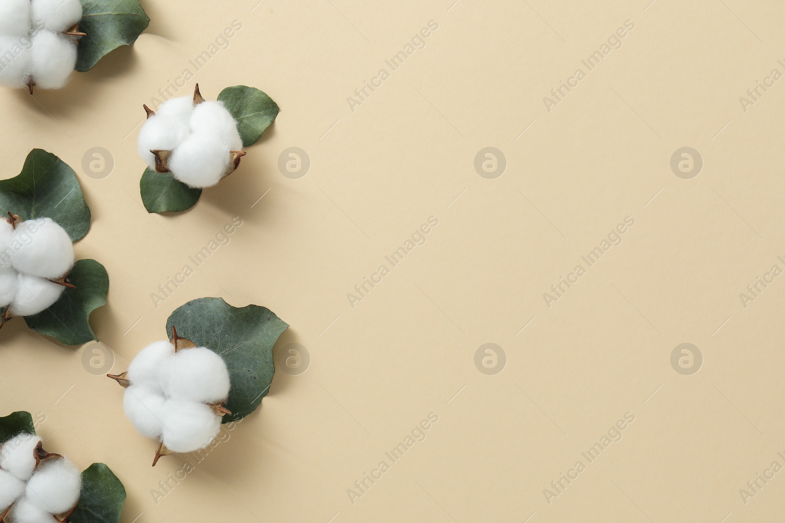 Photo of Cotton flowers and eucalyptus leaves on beige background, flat lay. Space for text