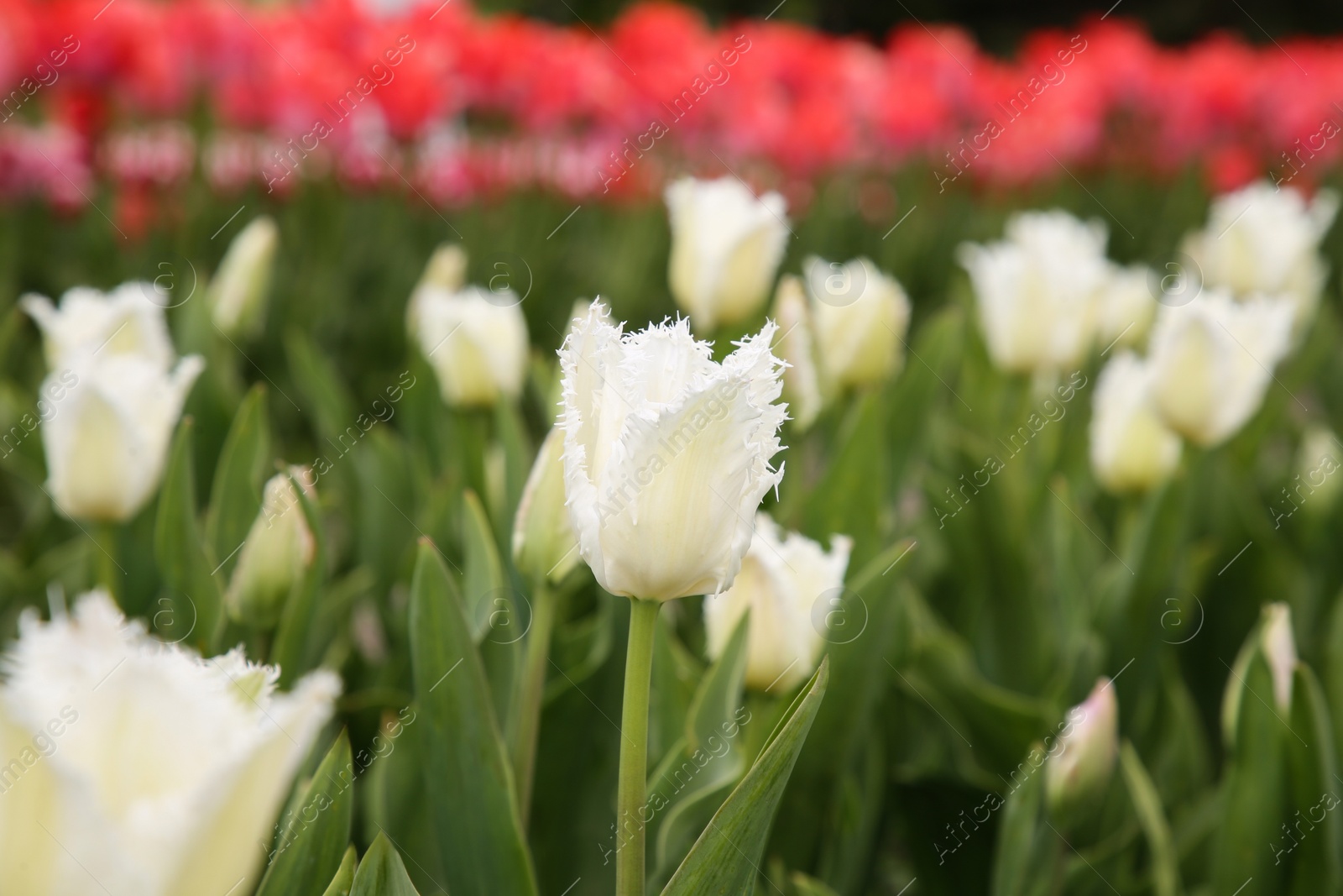 Photo of Beautiful tulip flowers growing in field, closeup