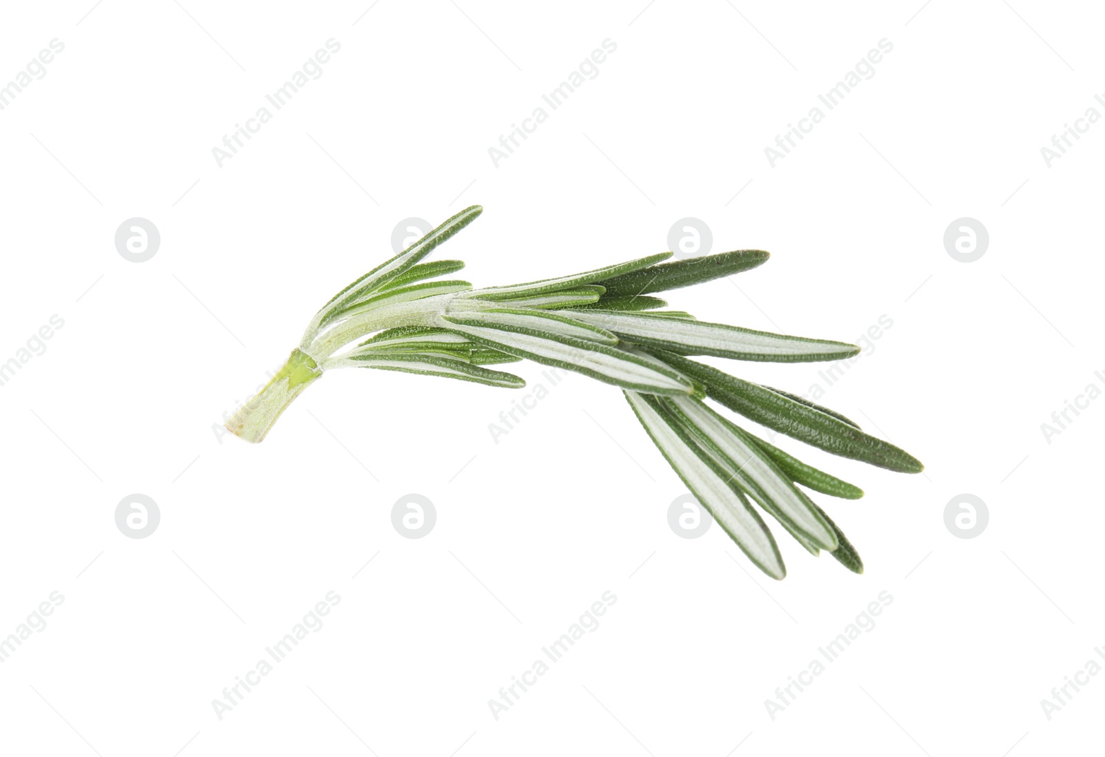 Photo of Fresh green rosemary leaves on white background