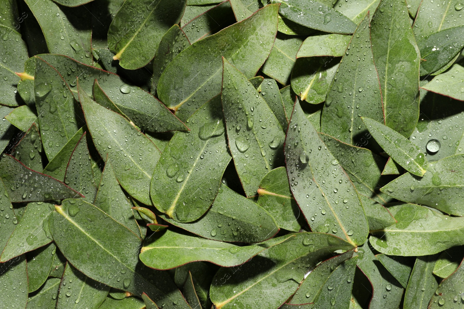 Photo of Many eucalyptus leaves with water drops as background, top view