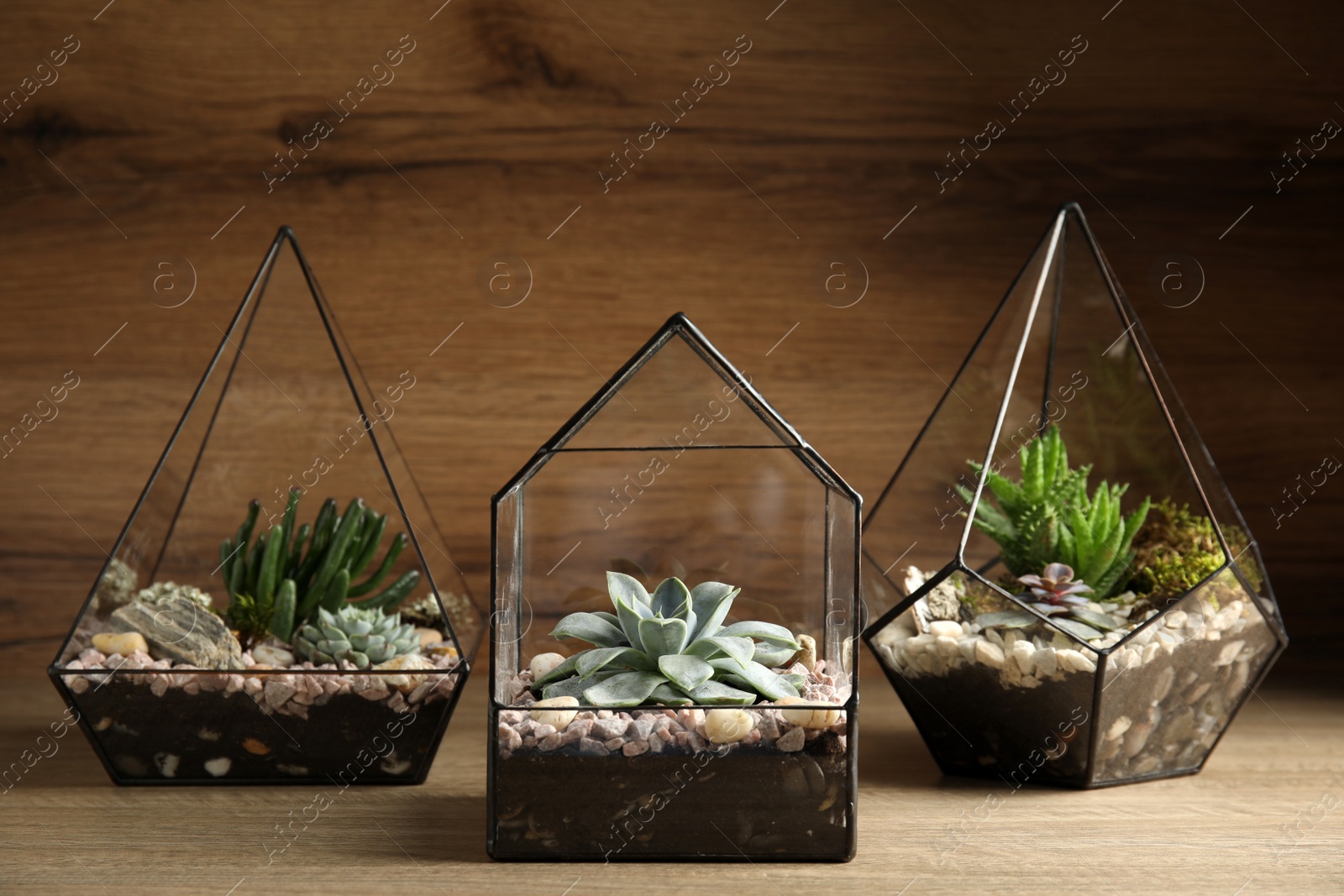 Photo of Glass florarium vases with succulents on wooden table