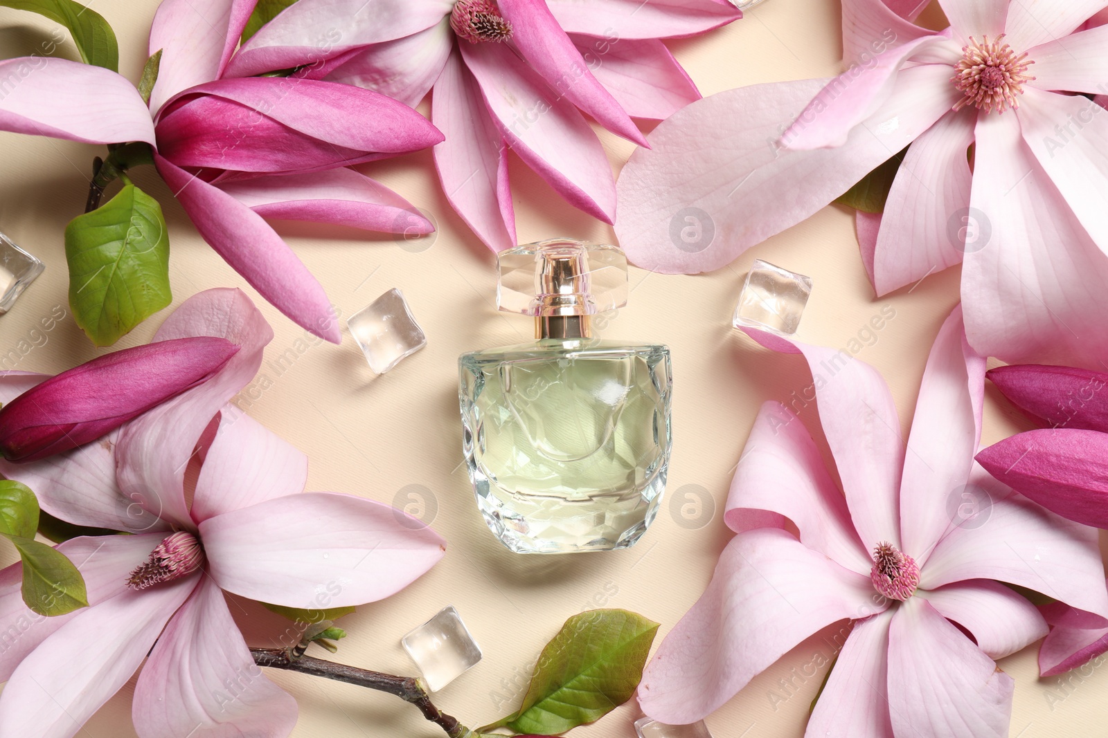 Photo of Beautiful pink magnolia flowers, bottle of perfume and ice cubes on beige background, flat lay