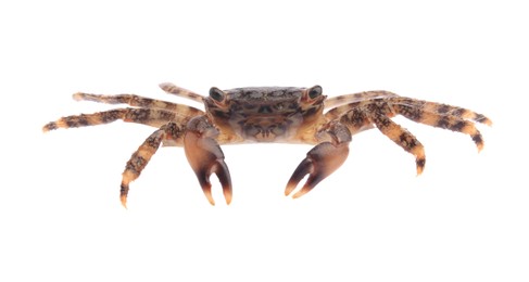 Photo of One fresh raw crab isolated on white