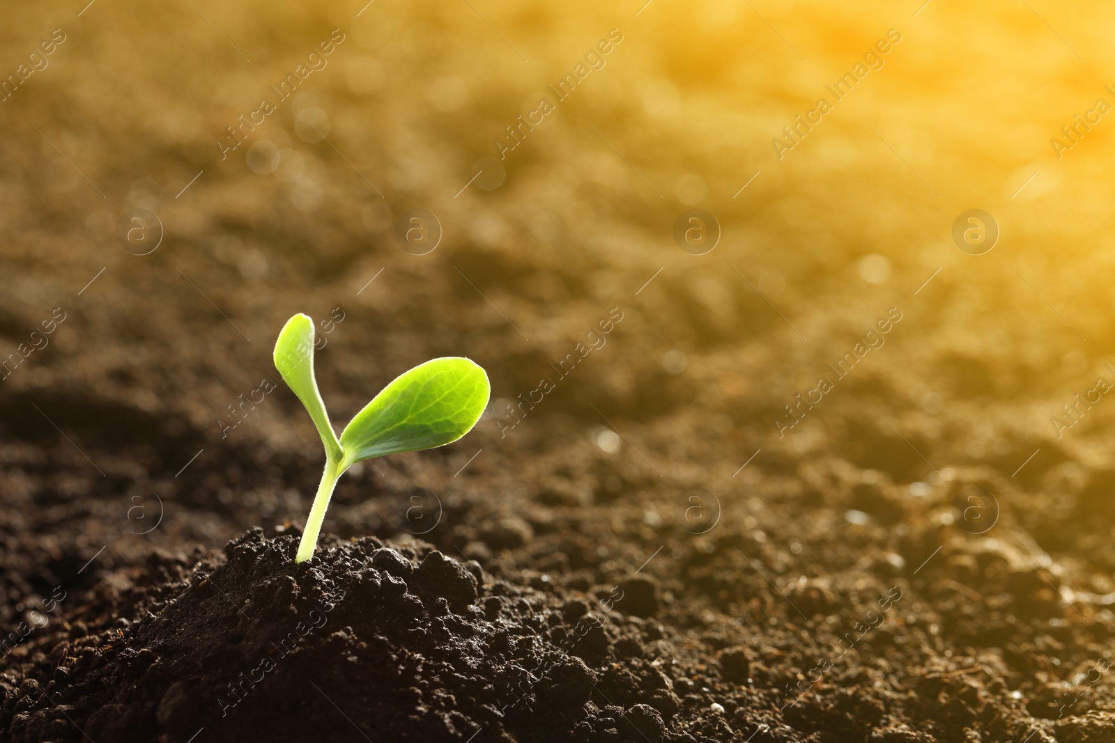 Image of Sunlit young vegetable plant grown from seed in soil. Space for text