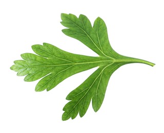 Photo of Fresh green parsley leaf isolated on white