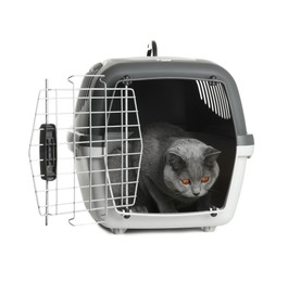 Photo of Adorable grey British Shorthair cat inside carrier on white background