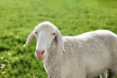 Cute sheep grazing outdoors on sunny day. Farm animal