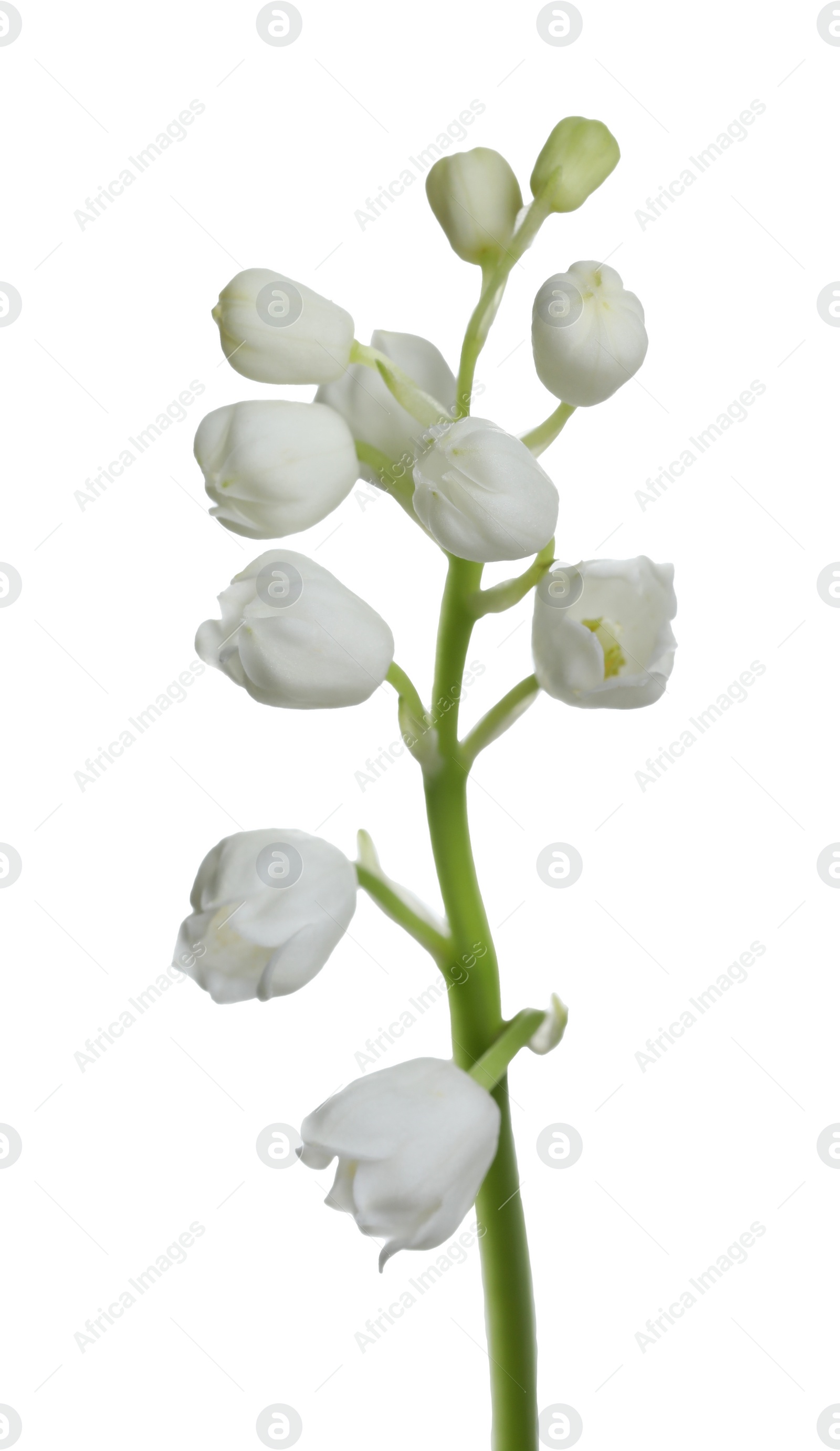 Photo of Beautiful lily of the valley flower on white background