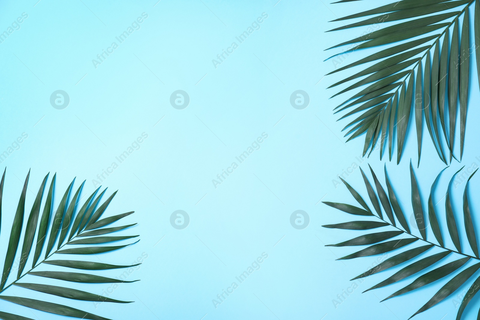 Photo of Beautiful lush tropical leaves on light blue background. Space for text