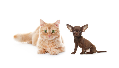 Cute cat and dog on white background. Fluffy friends
