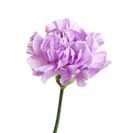 Photo of Beautiful blooming violet carnation on white background