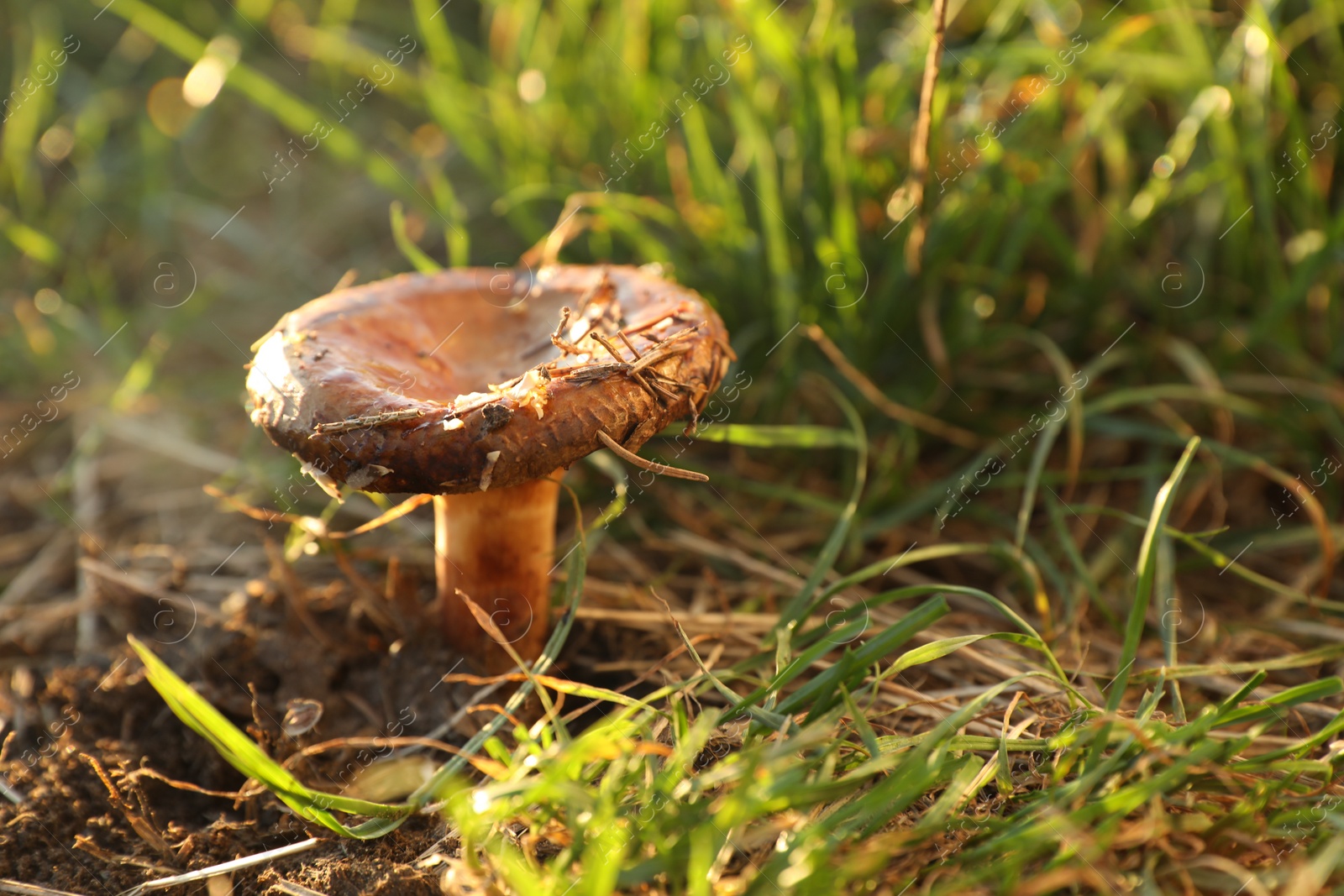 Photo of One mushroom growing in forest on sunny day, closeup. Space for text