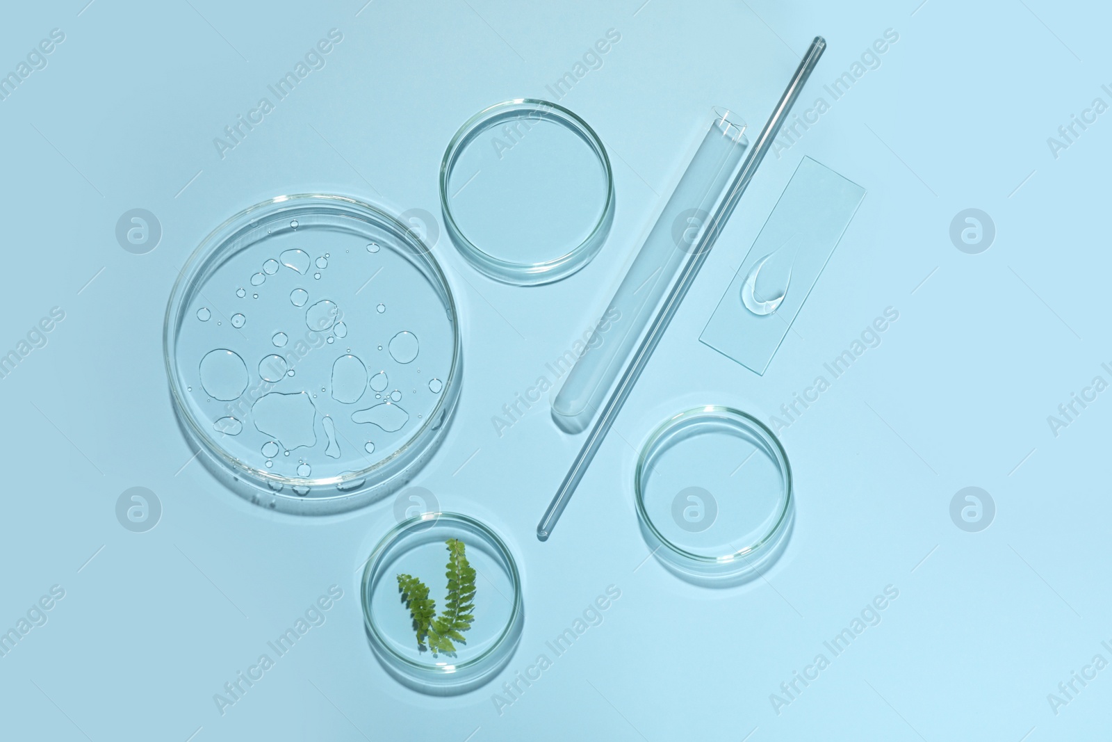 Photo of Flat lay composition with fern and laboratory glassware on light blue background