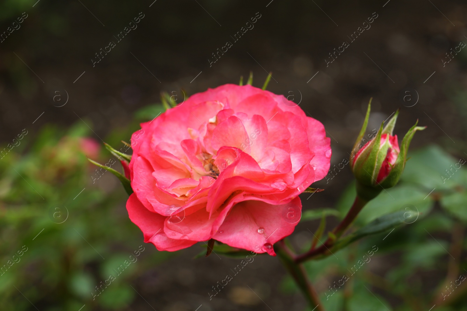 Photo of Beautiful pink rose flowers with dew drops in garden, closeup