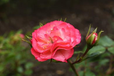 Photo of Beautiful pink rose flowers with dew drops in garden, closeup