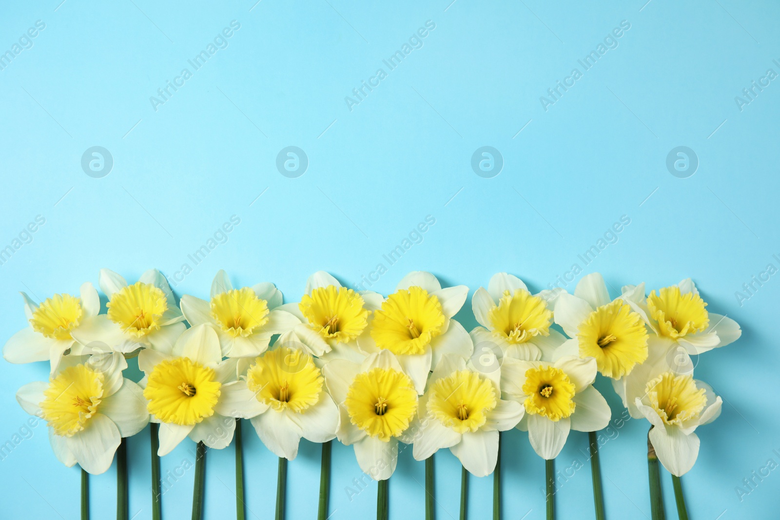 Photo of Flat lay composition with daffodils and space for text on color background. Fresh spring flowers