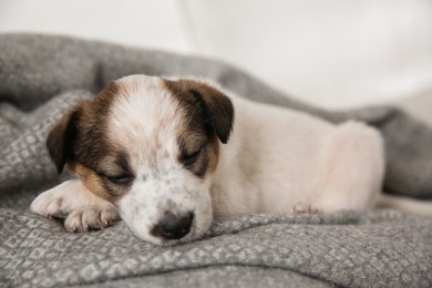 Photo of Sleepy little puppy lying on grey plaid, closeup