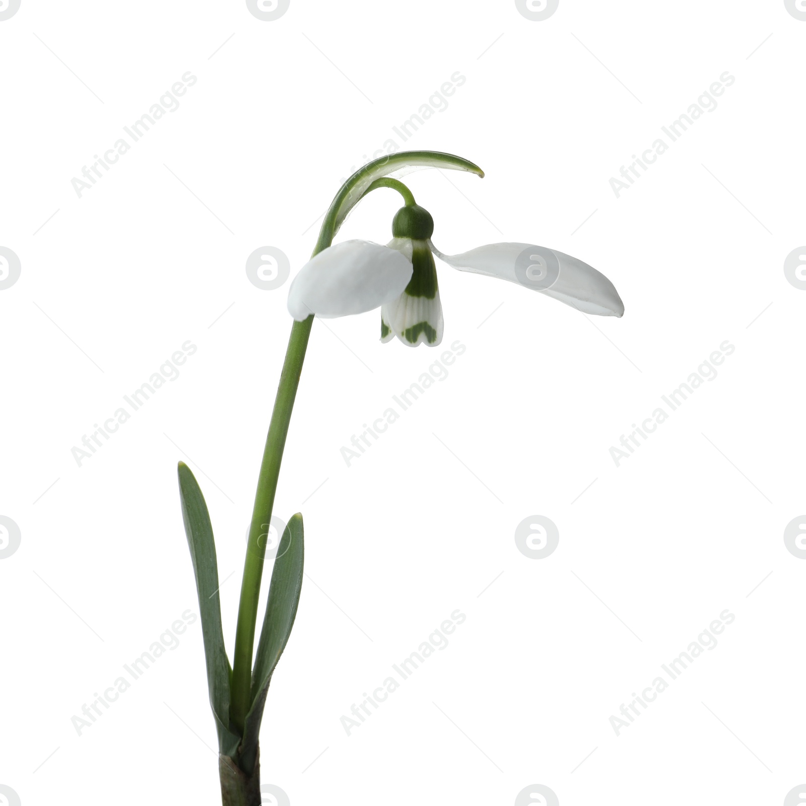 Photo of Beautiful snowdrop isolated on white. Spring flower