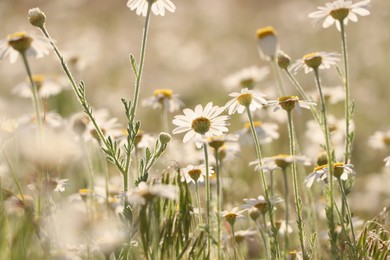 Photo of Beautiful chamomile flowers growing in spring meadow