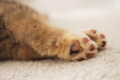 Photo of Adorable Akita Inu puppy on carpet indoors, closeup of paws