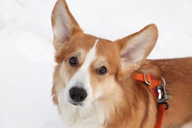 Photo of Adorable Pembroke Welsh Corgi dog on snow, closeup