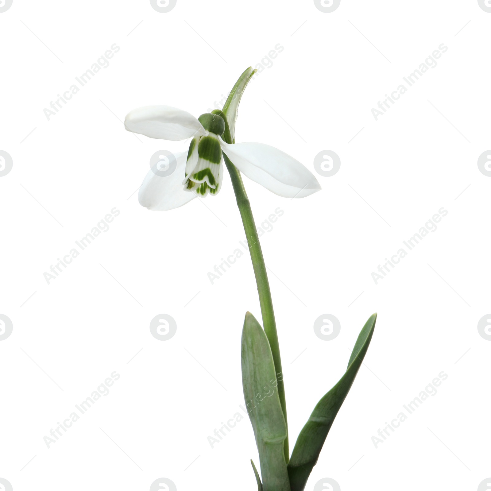 Photo of Beautiful snowdrops isolated on white. Spring flowers