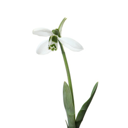 Beautiful snowdrops isolated on white. Spring flowers