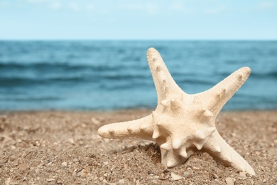 Photo of Beautiful starfish on sand near sea, space for text. Beach object