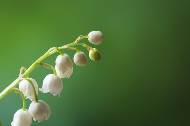 Beautiful lily of the valley flower on blurred green background, closeup. Space for text