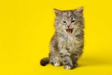 Photo of Cute kitten on yellow background. Space for text