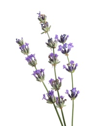 Beautiful lavender flowers on white background, closeup