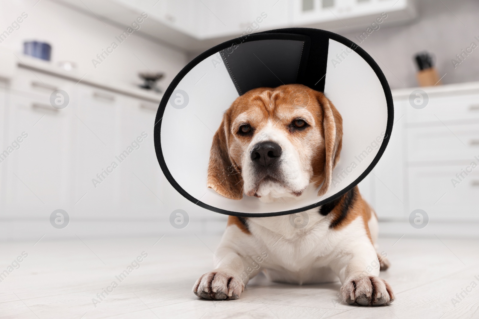 Photo of Adorable Beagle dog wearing medical plastic collar on floor indoors