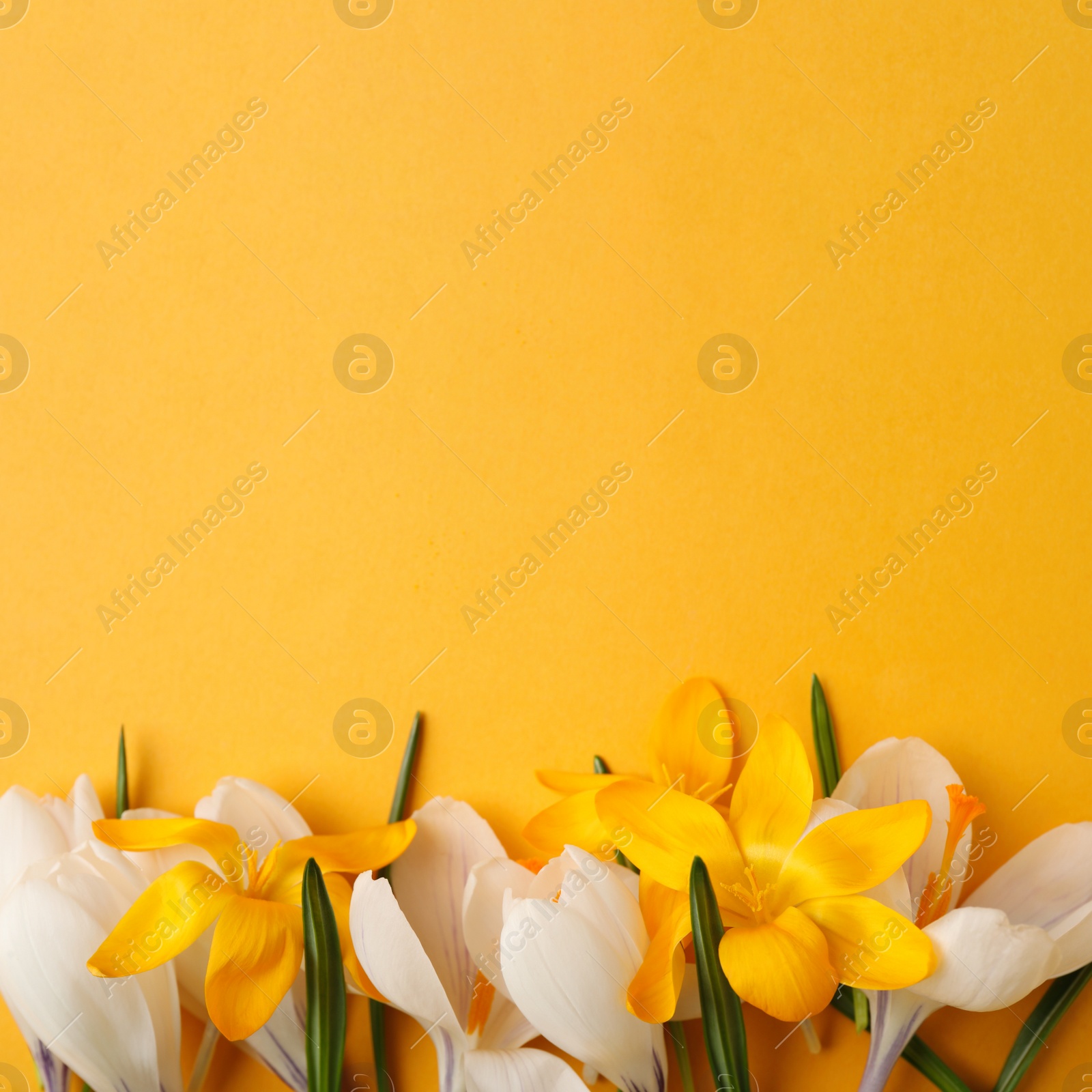 Photo of Beautiful crocus flowers on yellow background, flat lay. Space for text