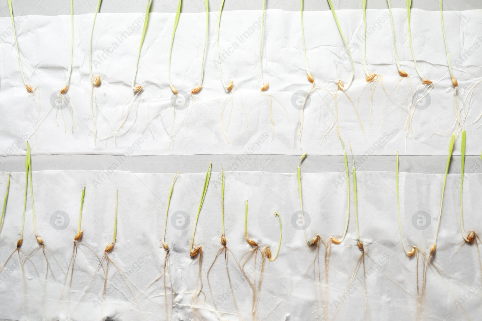 Photo of Paper napkins with young seedlings on grey table, top view. Laboratory research