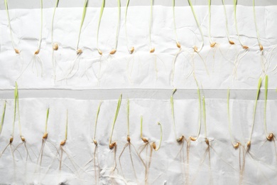 Paper napkins with young seedlings on grey table, top view. Laboratory research